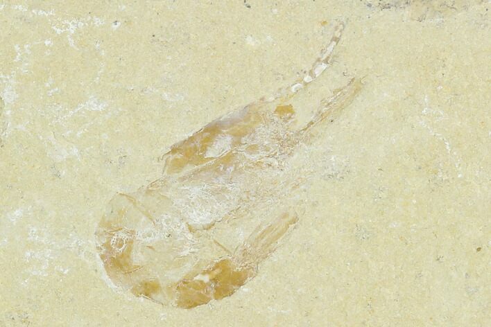 Cretaceous Fossil Shrimp - Lebanon #123936